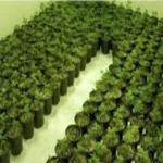 Step-by-Step Cannabis Growing for First-Time Growers