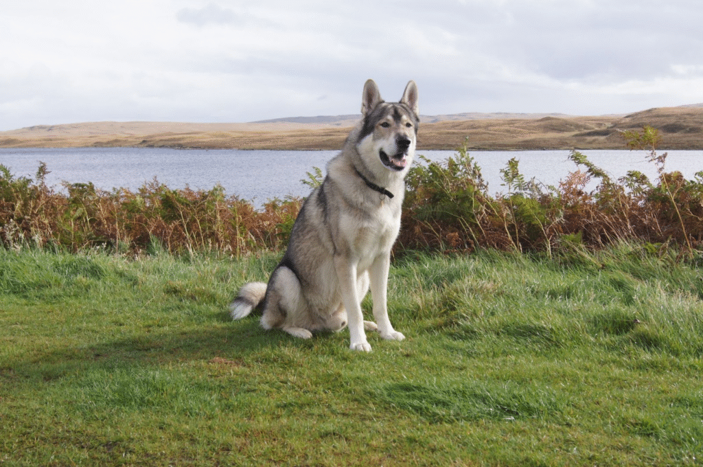 A tamaskan wolf dog sitting on green grass near a lake in an open countryside.