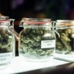 Top 5 Live Resin Strains You Need to Try in 2026