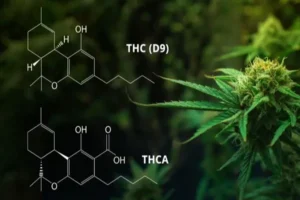 Understanding THCA: Why It’s Gaining Massive Popularity