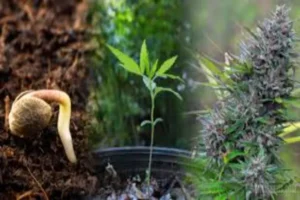 The Best CBD Seeds: Top Strains, Tips & Insights