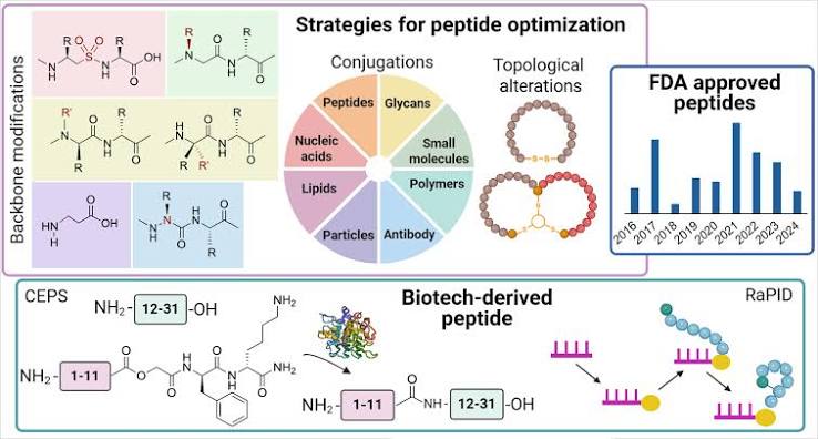 Kensington Laboratories: UK Research Peptides Across Six Areas of Research
